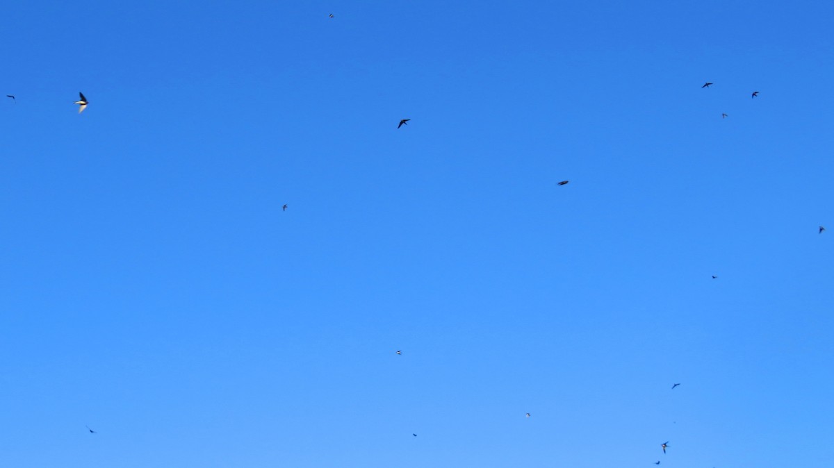 Golondrina Común - ML642986607