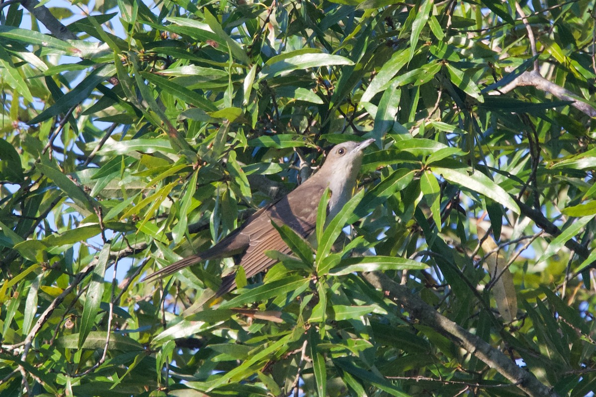 Black-billed Cuckoo - ML642986628