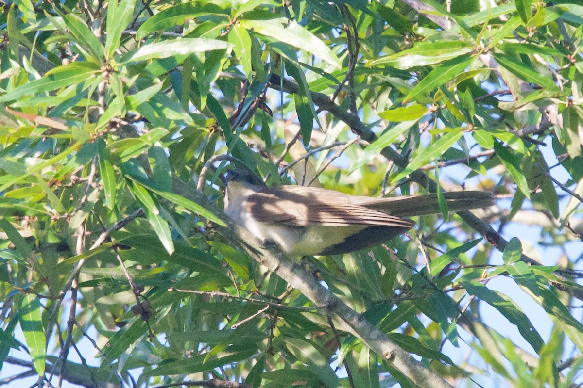 Black-billed Cuckoo - ML642986629