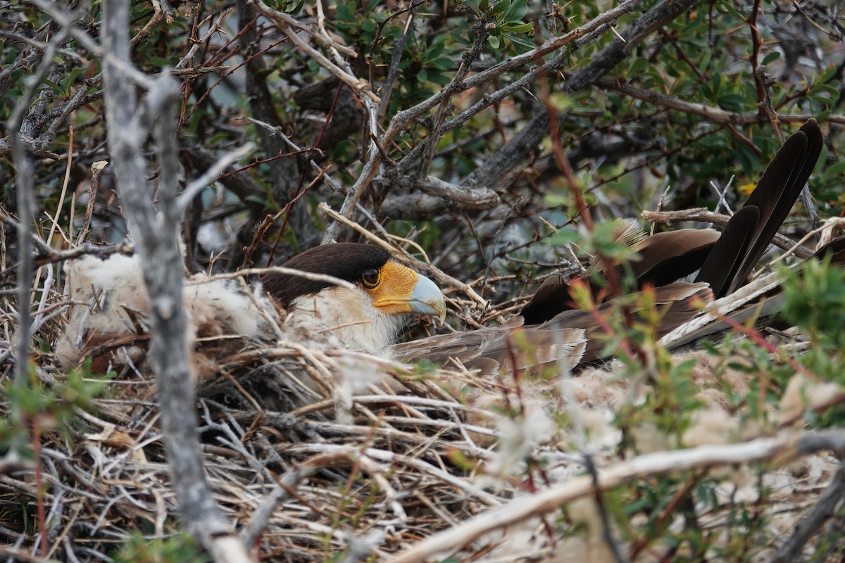 Crested Caracara (Southern) - ML642986631