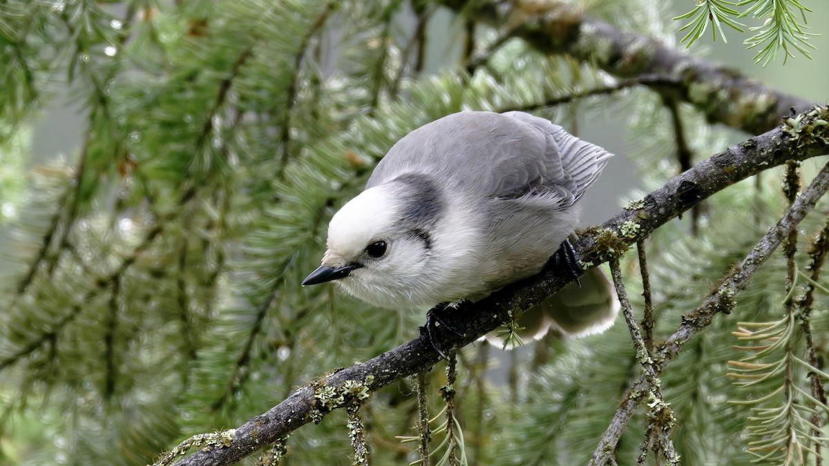 Canada Jay - ML642986632