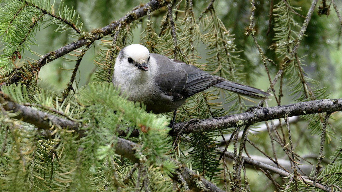 Canada Jay - ML642986633