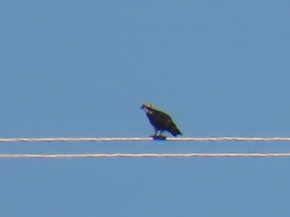 Osprey - ML642986634