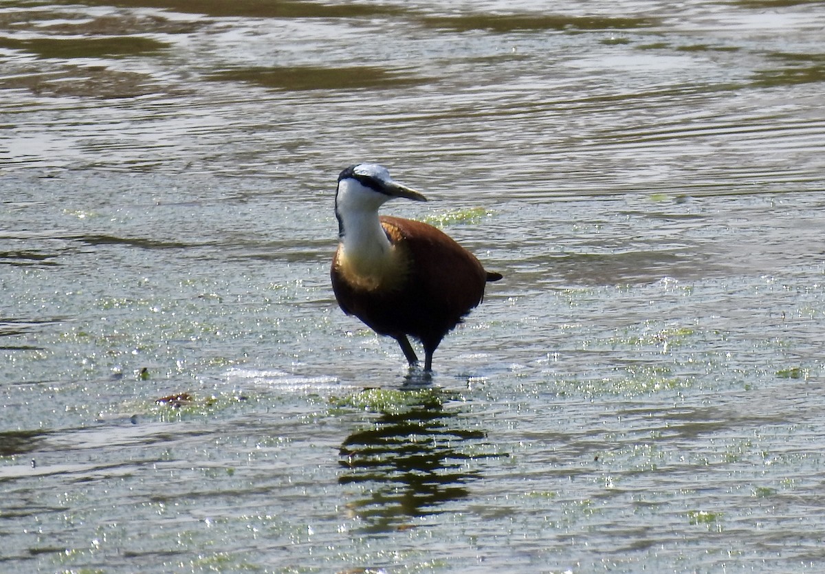 African Jacana - ML642986658