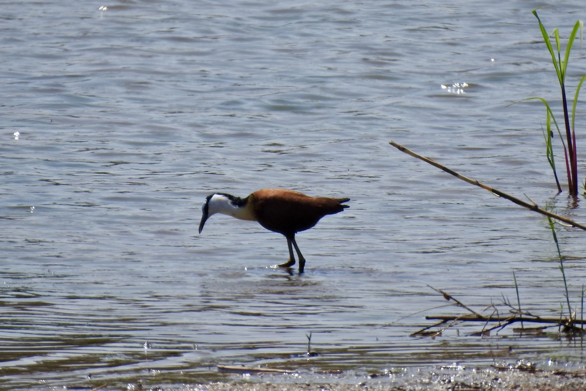 African Jacana - ML642986659