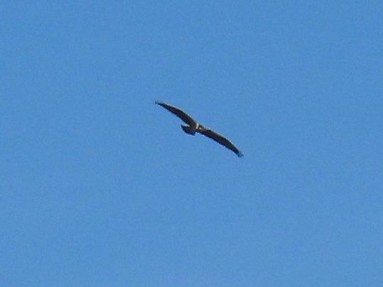 Osprey - ML642986661