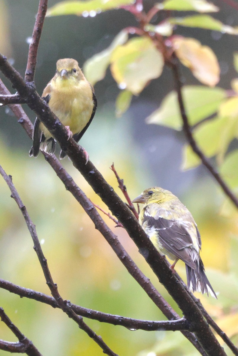 American Goldfinch - ML642986665