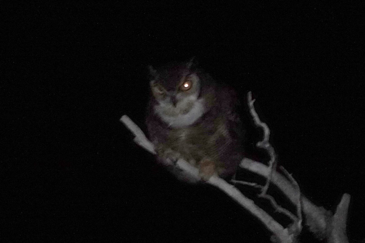 Lesser Horned Owl - ML642986666