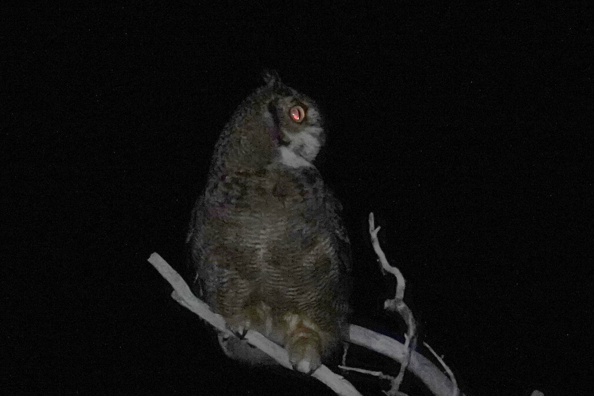 Lesser Horned Owl - ML642986667