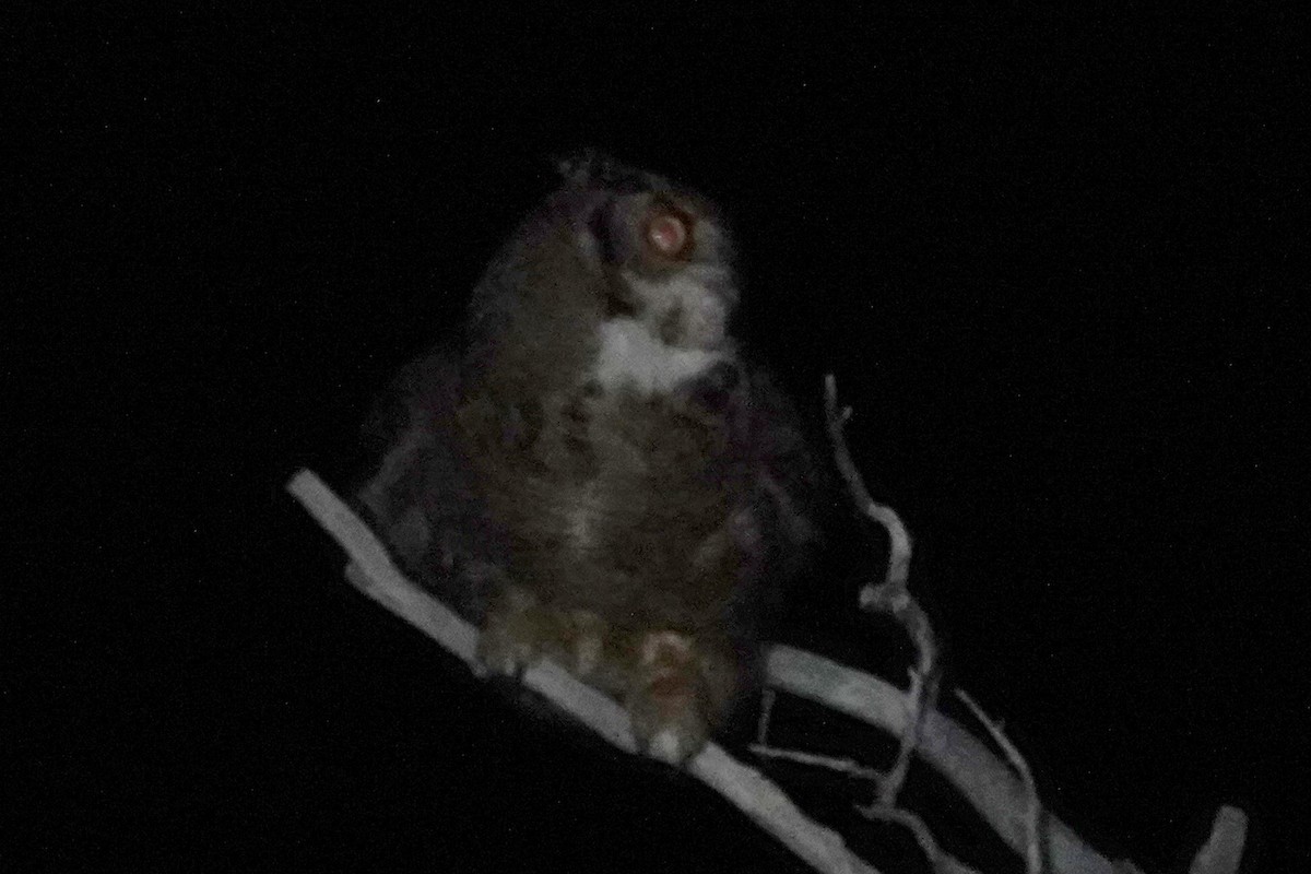 Lesser Horned Owl - ML642986668