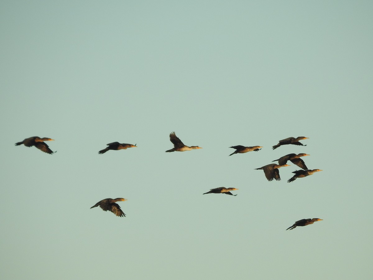 Double-crested Cormorant - ML642986676