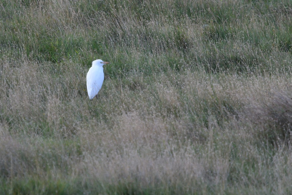 Western Cattle-Egret - ML642986683