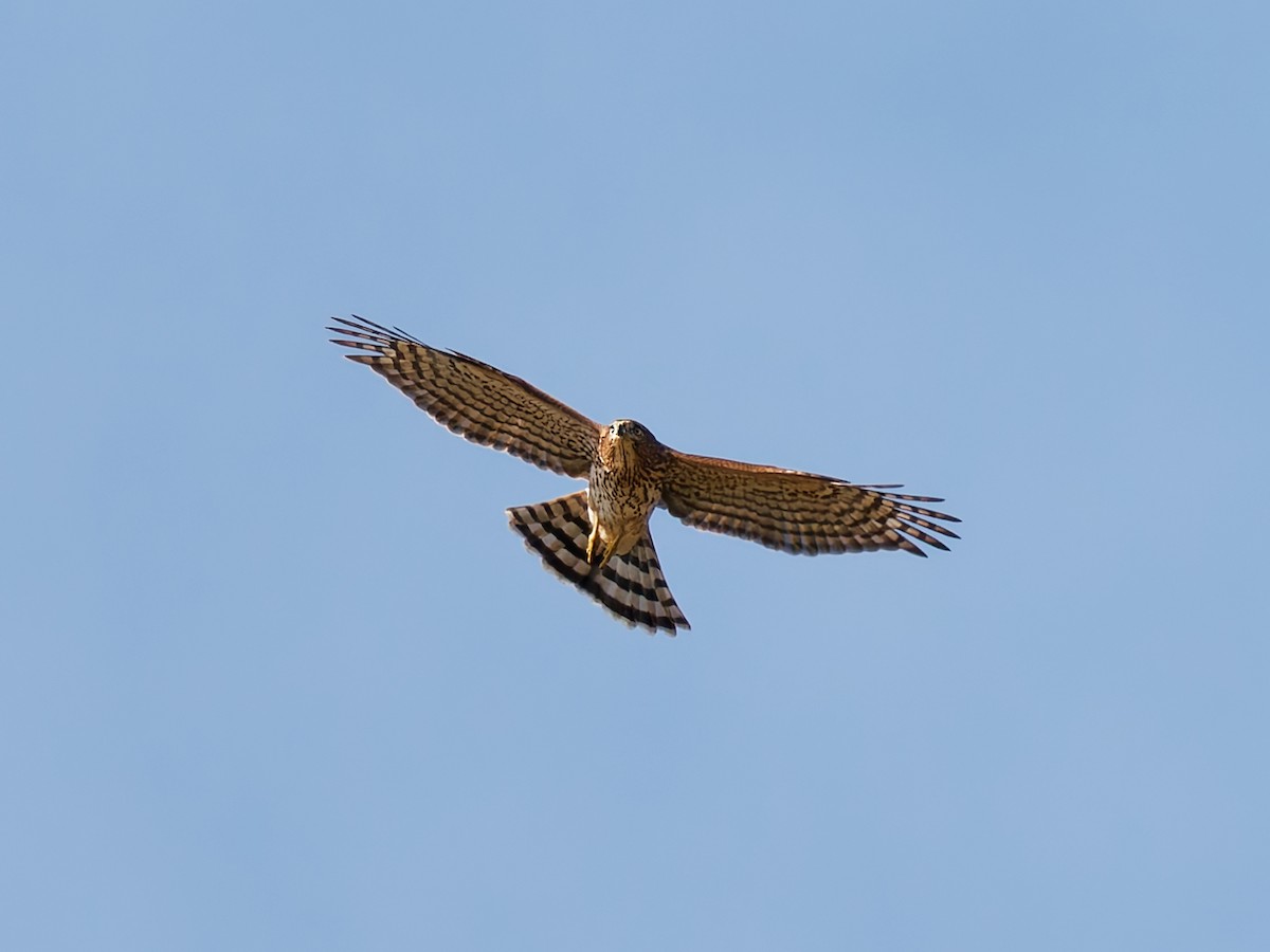 Cooper's Hawk - ML642986684
