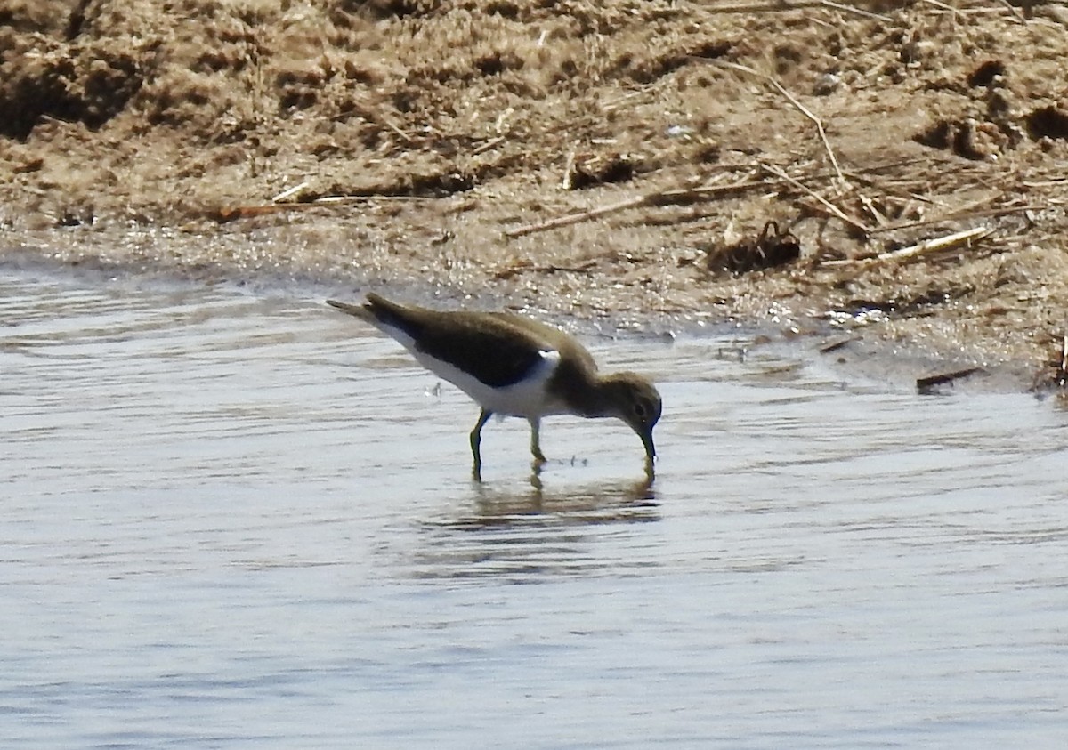 Wood Sandpiper - ML642986685