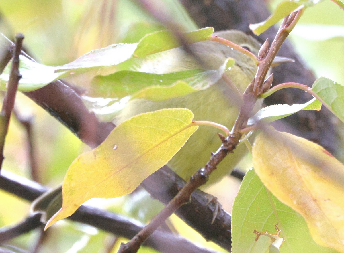Orange-crowned Warbler - ML642986687