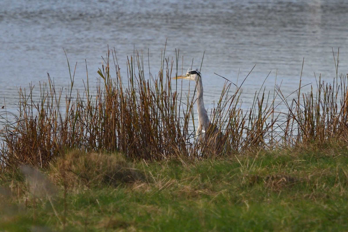 Gray Heron - ML642986688
