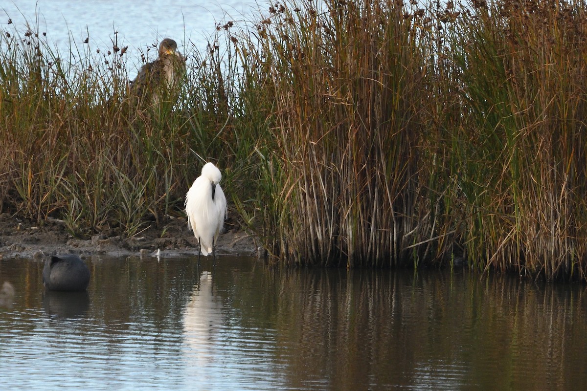 Little Egret - ML642986689
