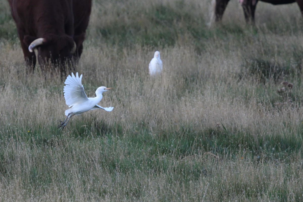 Western Cattle-Egret - ML642986691