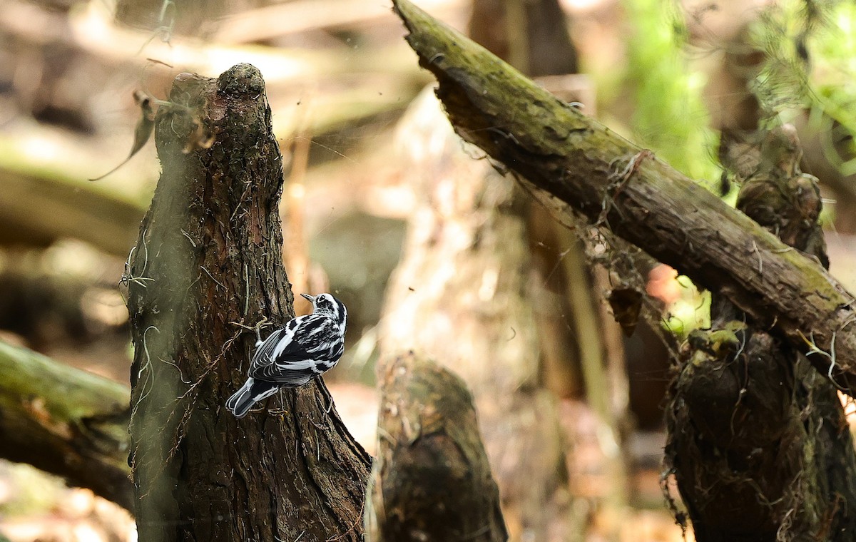 Black-and-white Warbler - ML642986693