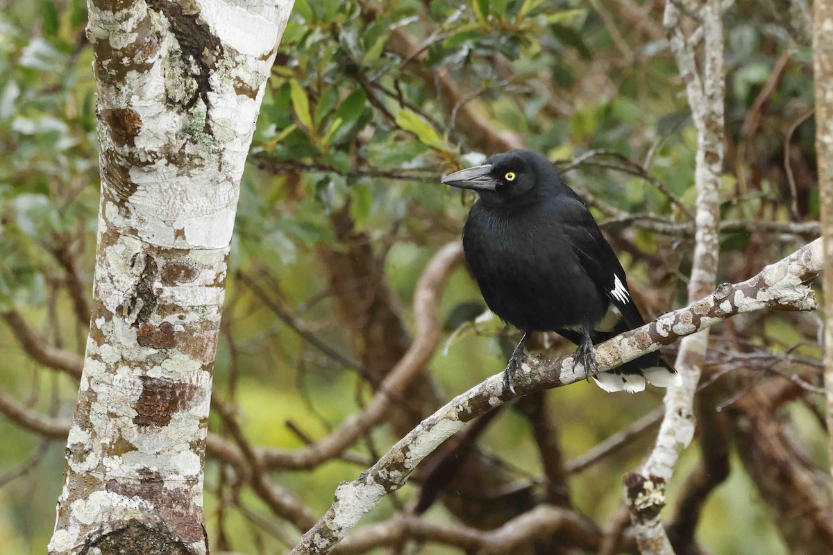 Pied Currawong - ML642986694