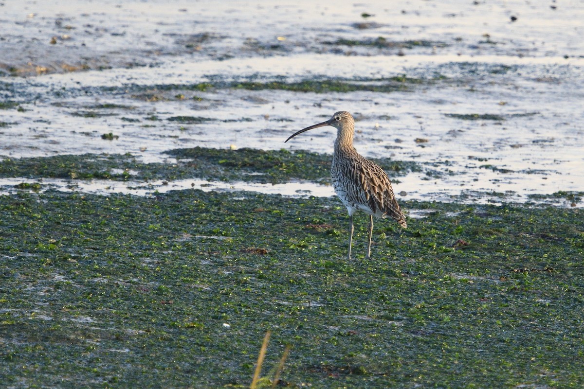 Eurasian Curlew - ML642986695