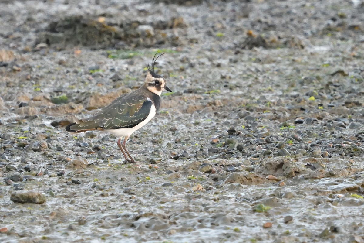 Northern Lapwing - ML642986696
