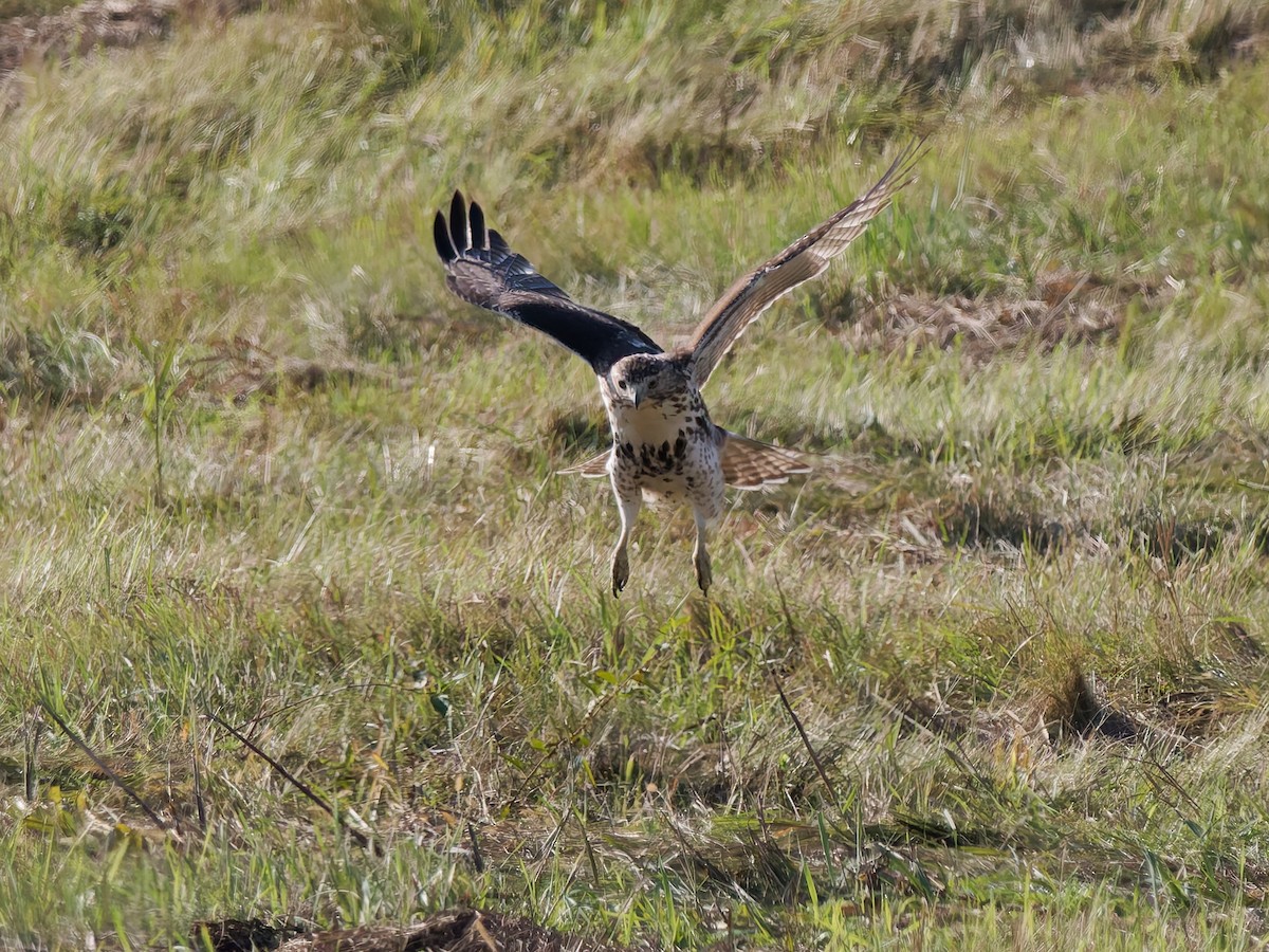 Red-tailed Hawk - ML642986697