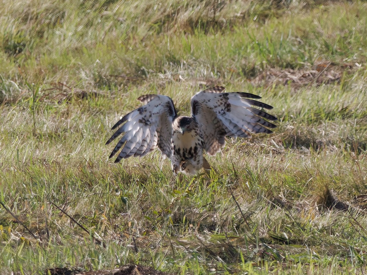 Red-tailed Hawk - ML642986698