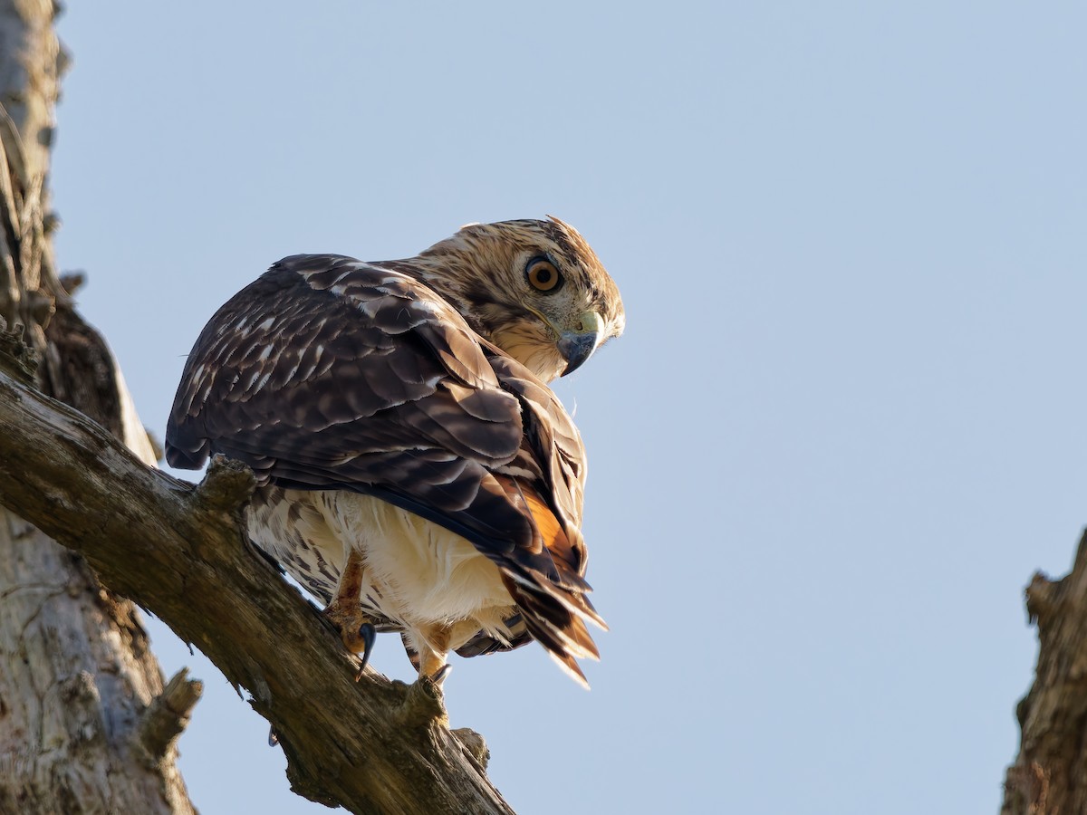 Red-tailed Hawk - ML642986699