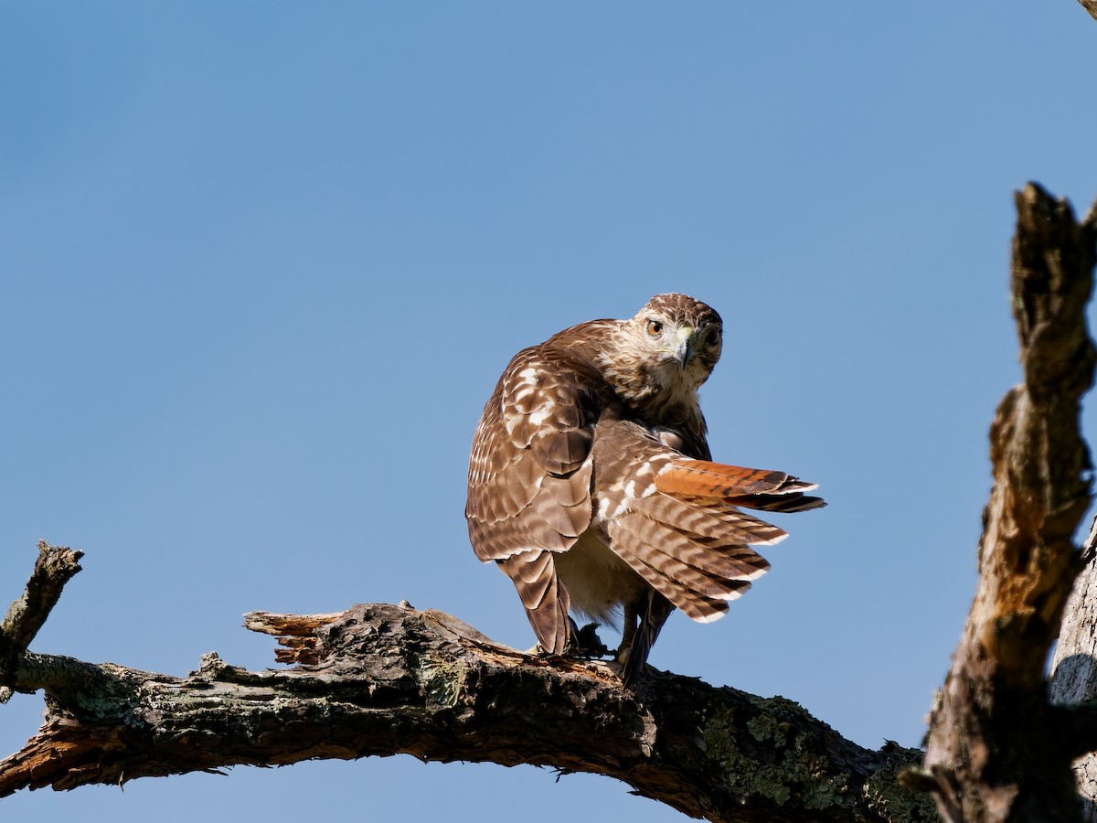 Red-tailed Hawk - ML642986700