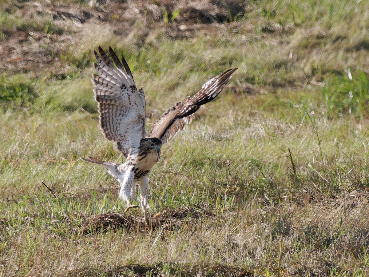 Red-tailed Hawk - ML642986701
