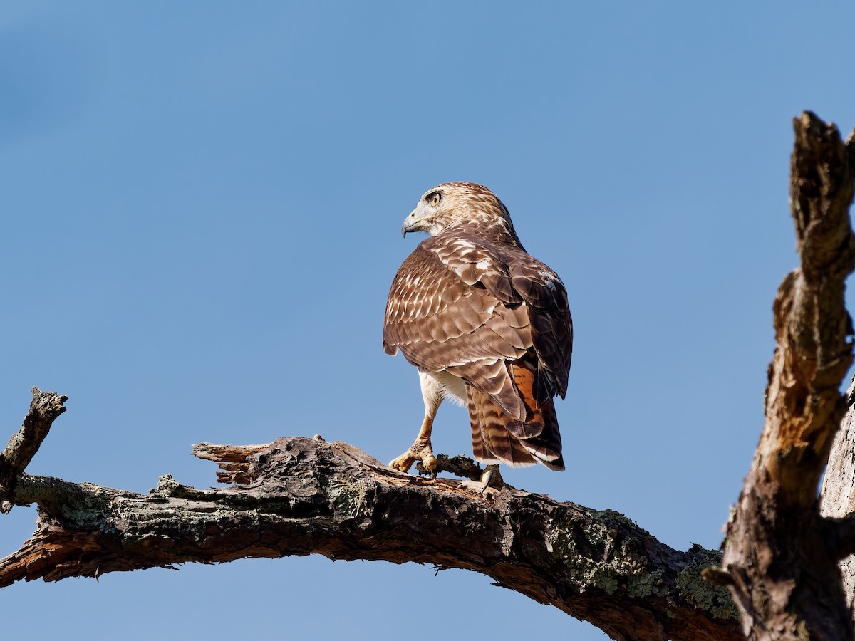 Red-tailed Hawk - ML642986702