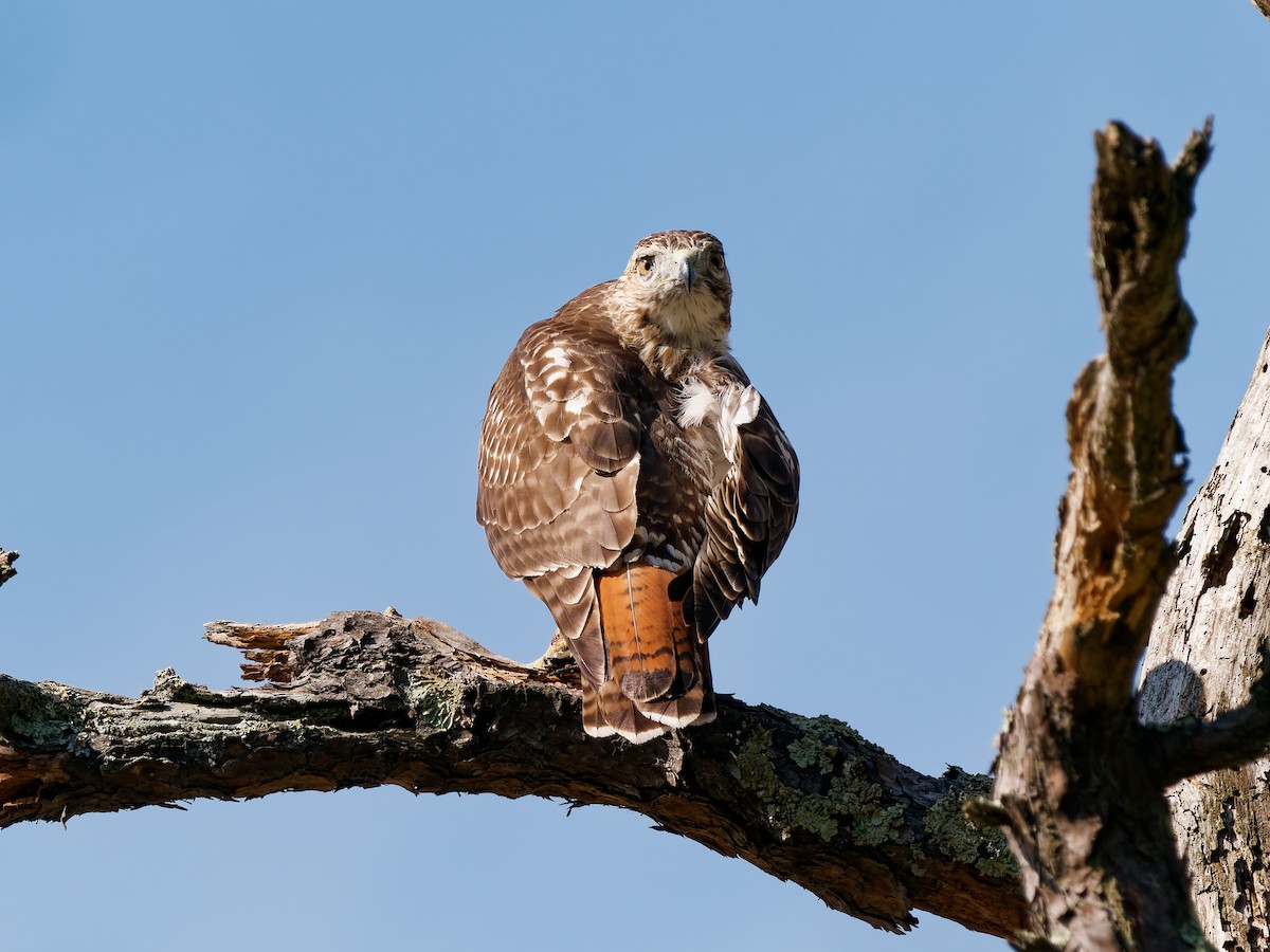Red-tailed Hawk - ML642986703