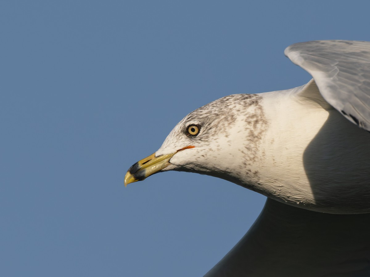 Ring-billed Gull - ML642986705