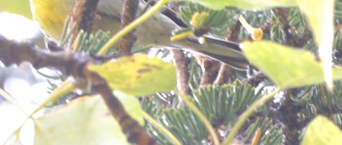 Paruline de Townsend - ML642986707