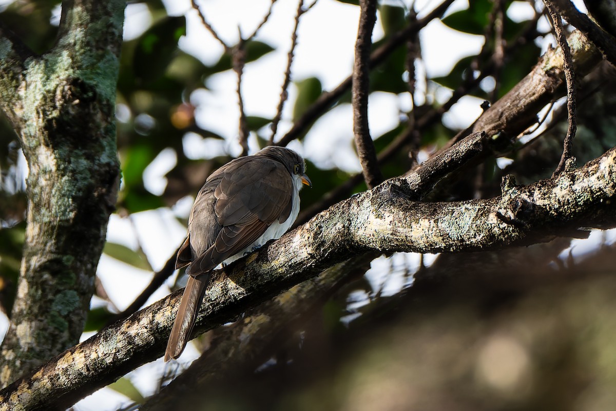 Yellow-billed Cuckoo - ML642986708