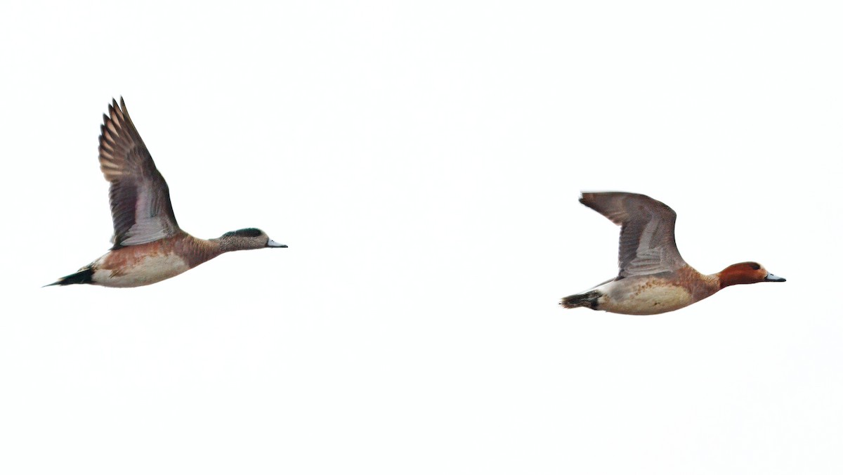 Eurasian Wigeon - ML642986709