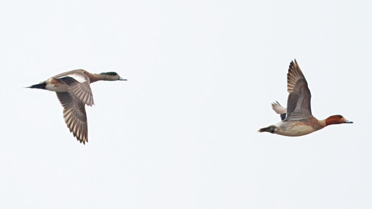 Eurasian Wigeon - ML642986710