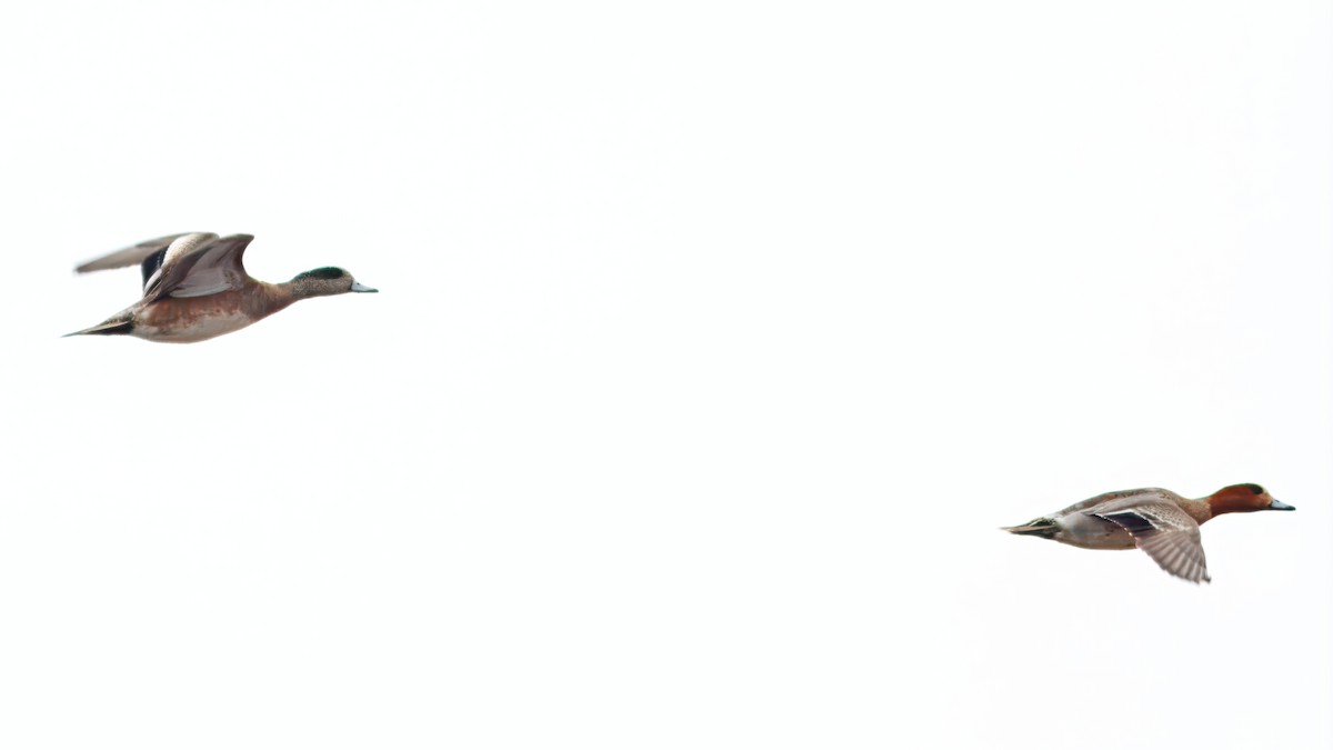 Eurasian Wigeon - ML642986711