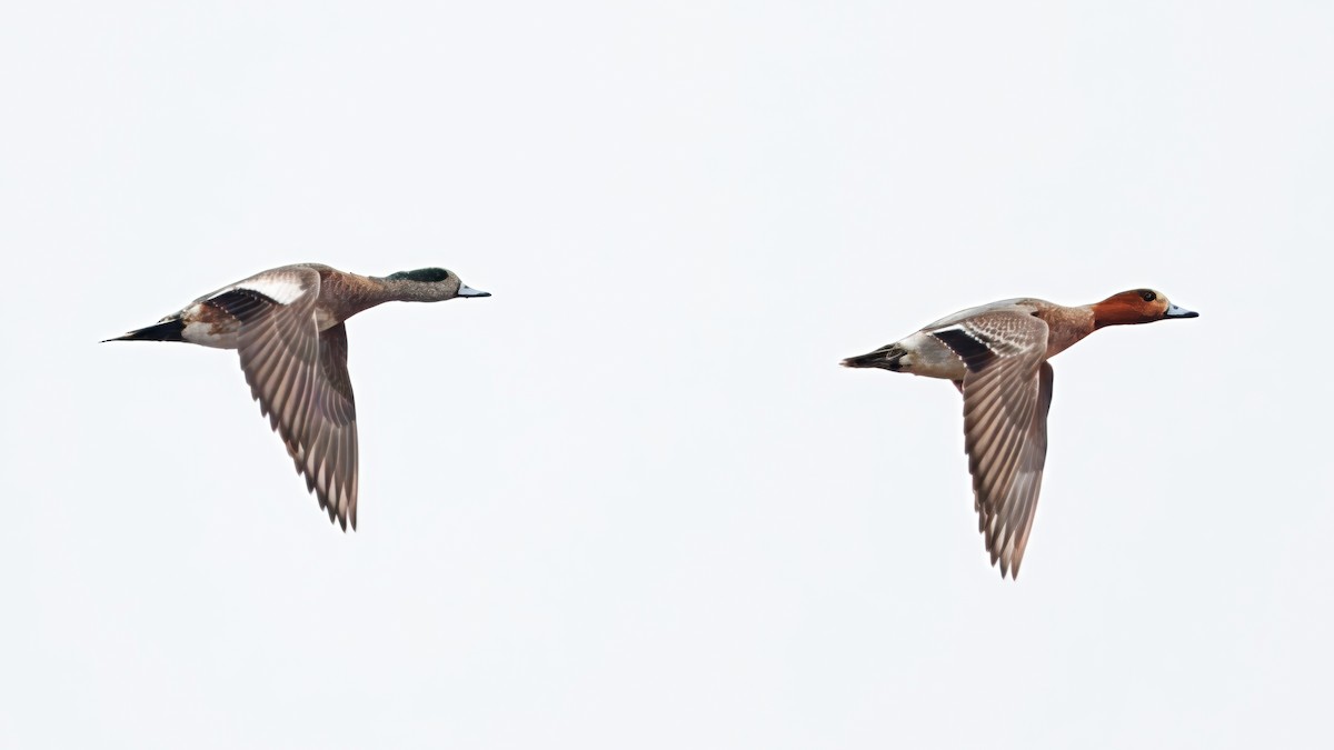Eurasian Wigeon - ML642986712