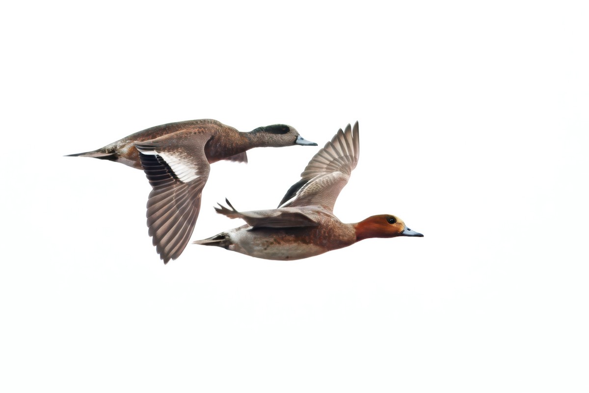 Eurasian Wigeon - ML642986713