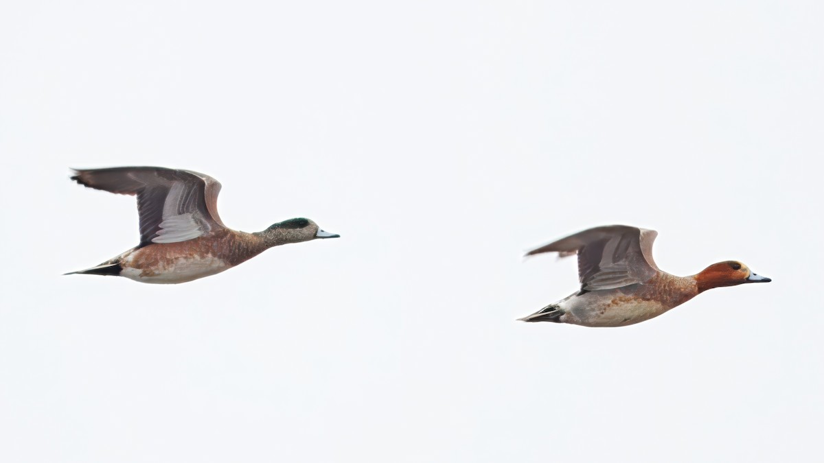 Eurasian Wigeon - ML642986714