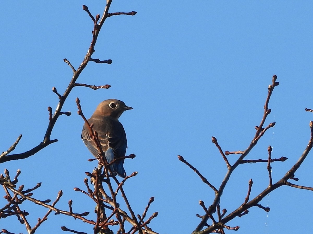Eastern Bluebird - ML642986716