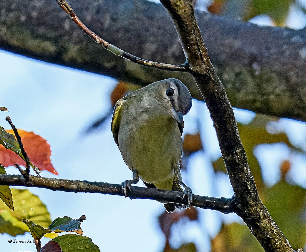 Red-eyed Vireo - ML642986717