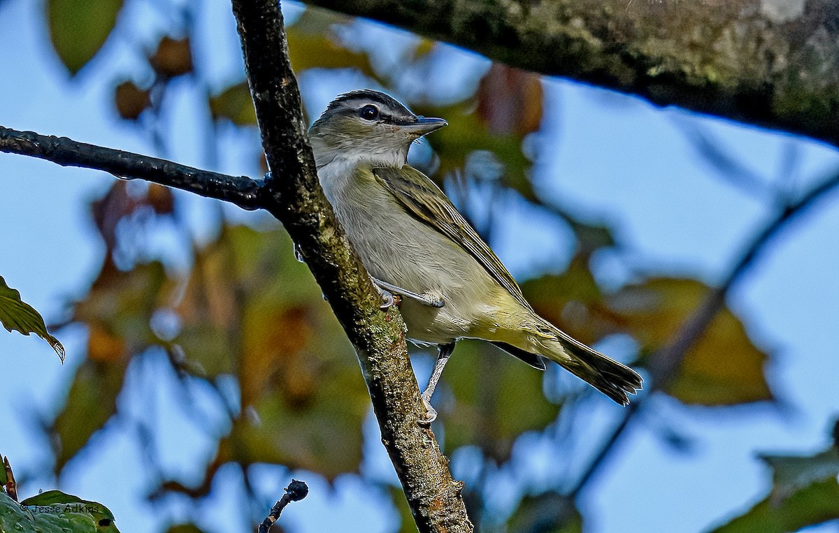 Red-eyed Vireo - ML642986718