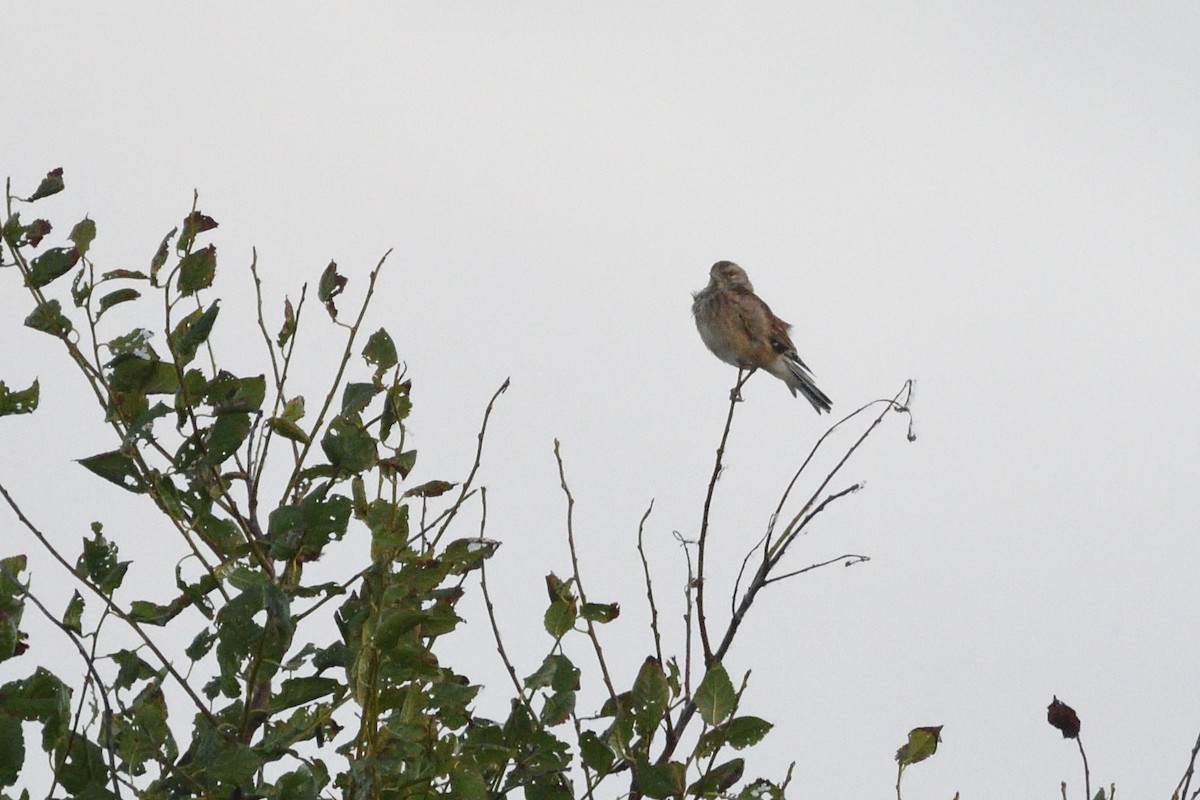 Eurasian Linnet - ML642986719