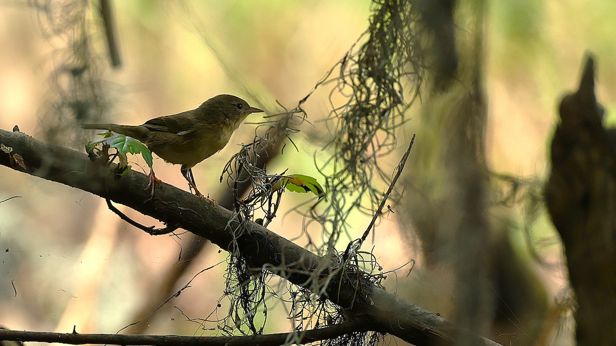 Common Yellowthroat - ML642986725