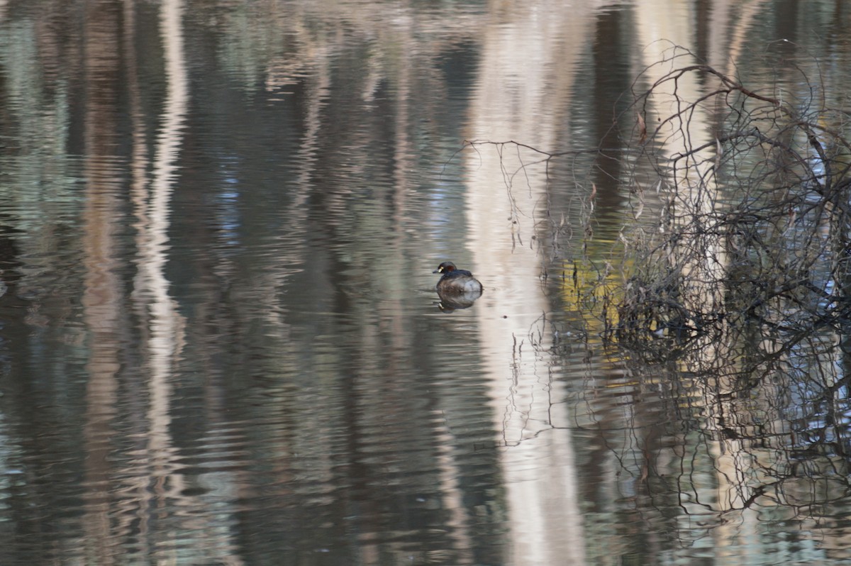 Australasian Grebe - ML642986739