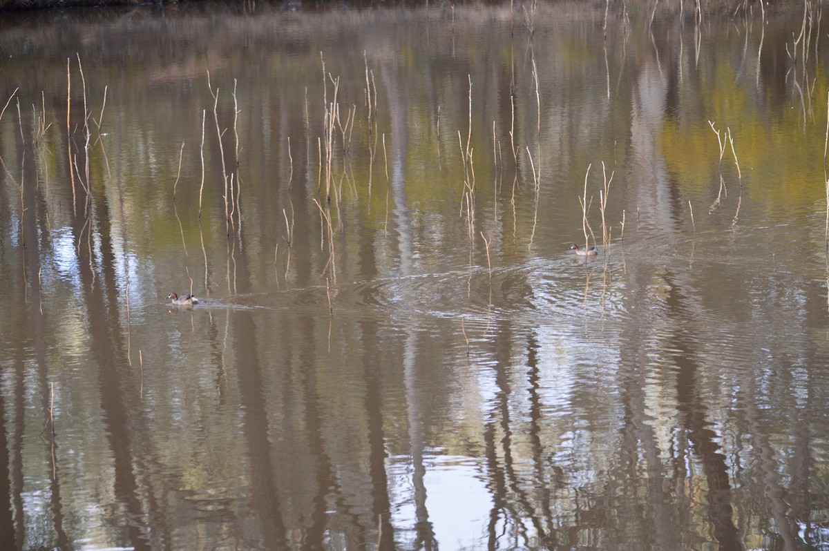 Australasian Grebe - ML642986741