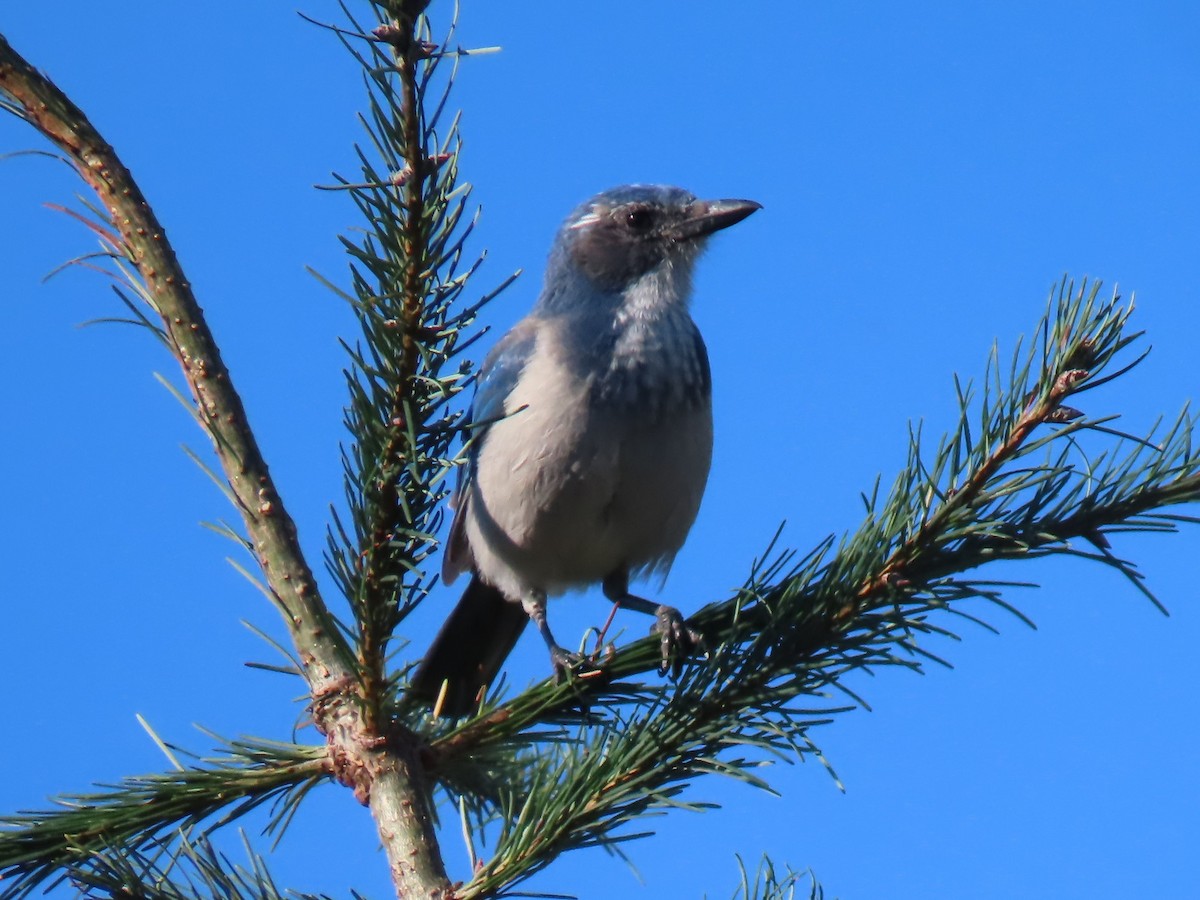 California Scrub-Jay - ML642986751